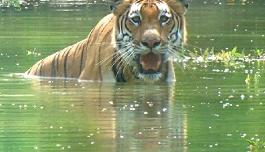 Jungle Safari in Nepal