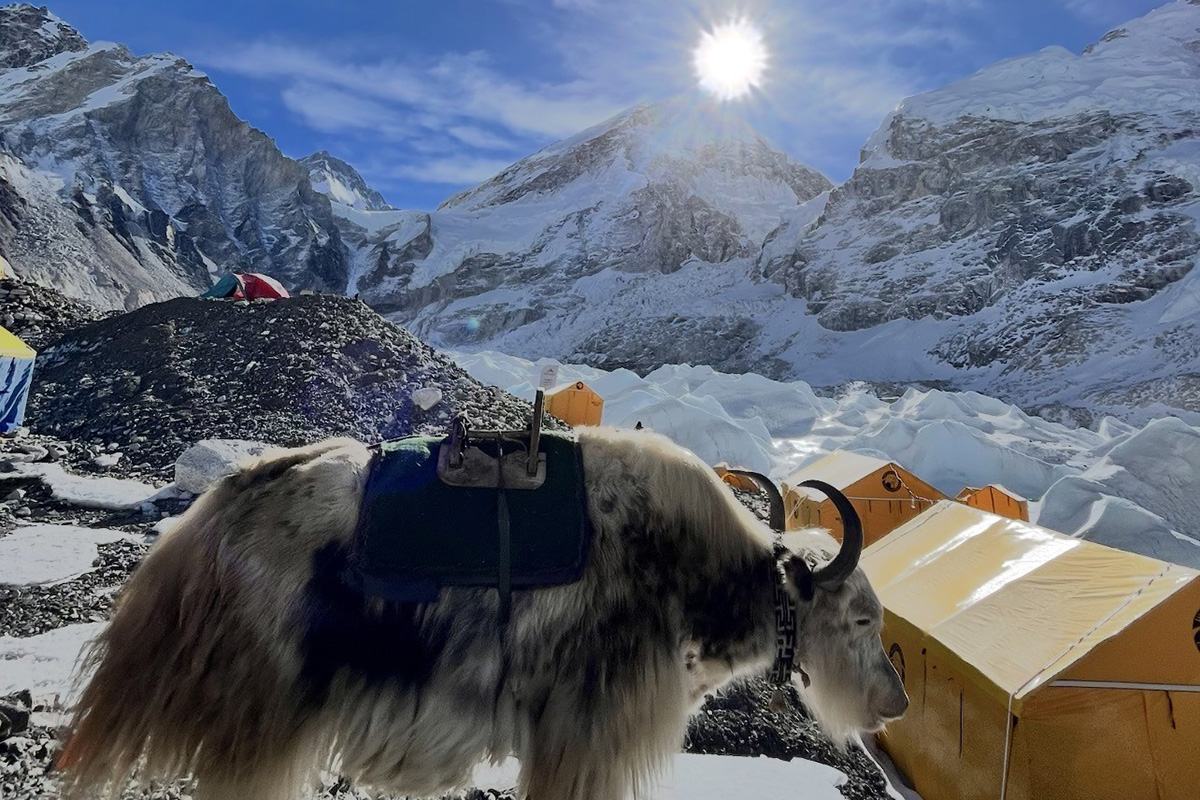 yak-carrying-supplies-everest-base-camp-trail-khumbu