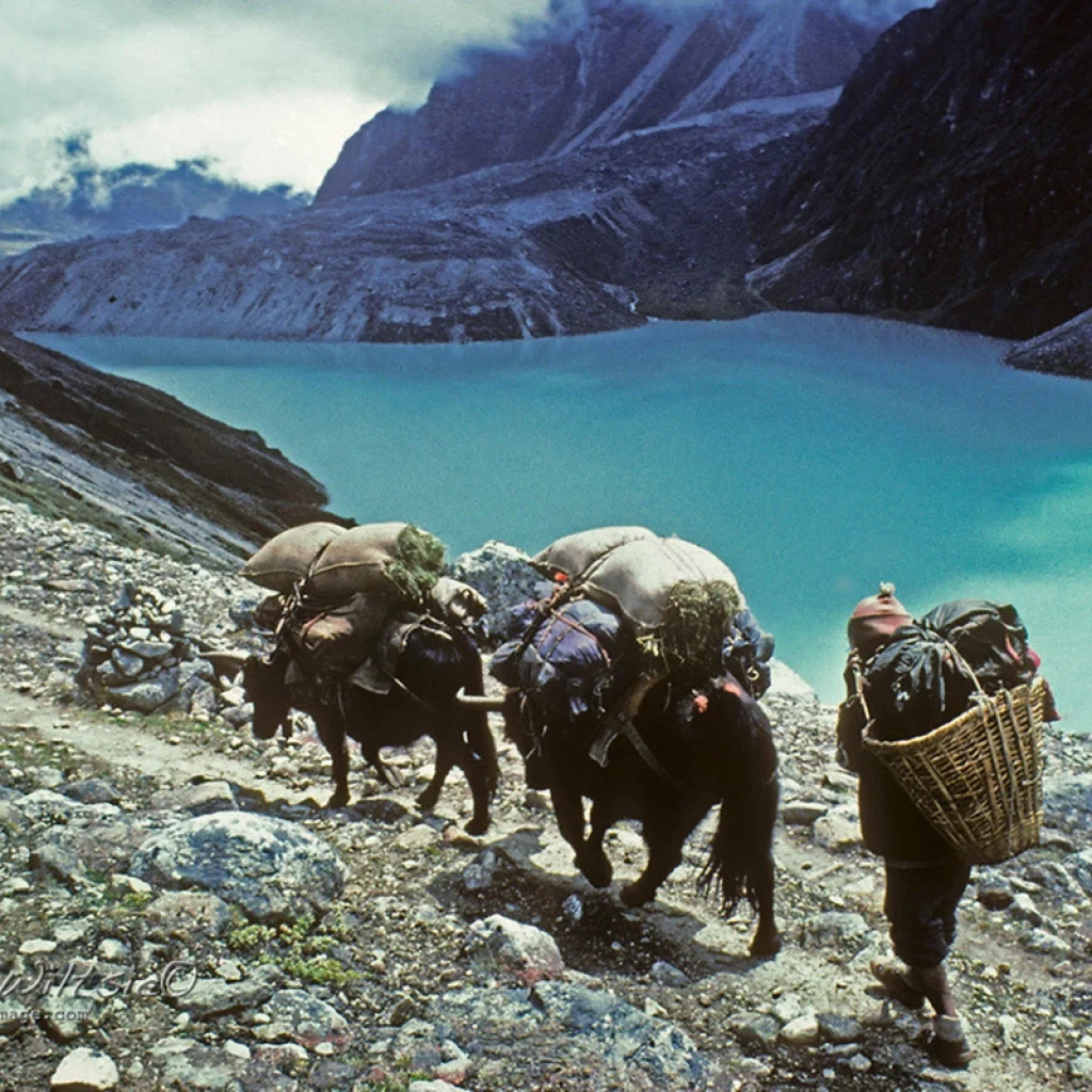 yak-herding-sherpa-people-himalayas