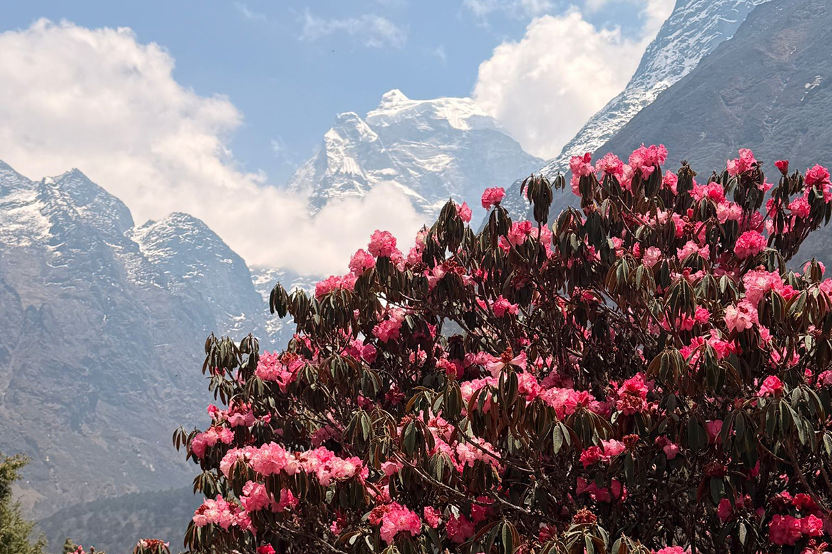 blooming-rhododendron-himalayan-peaks-nepal-trail